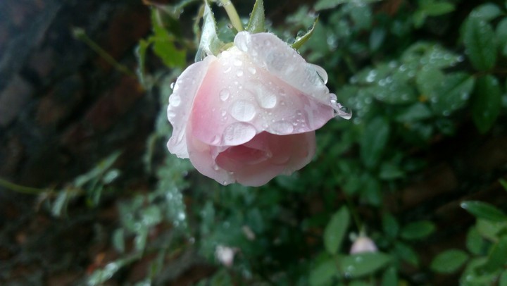rose and rain
