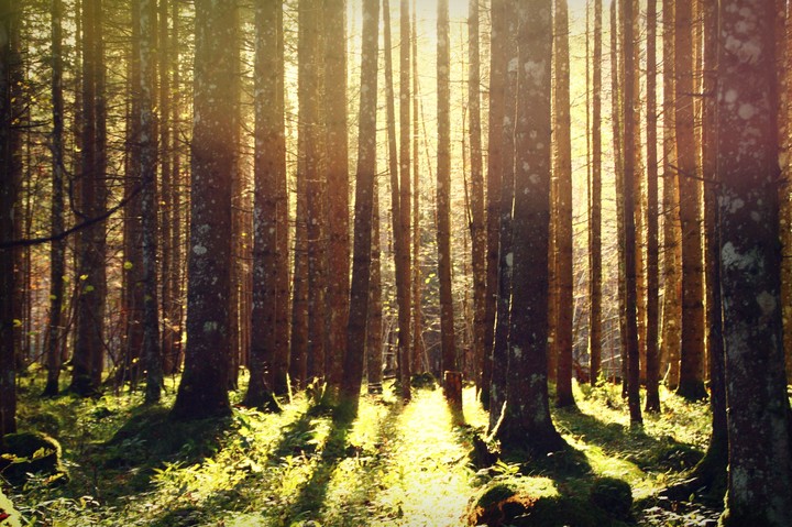 Waldstimmung