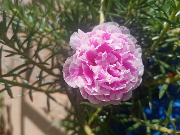 mom flowers