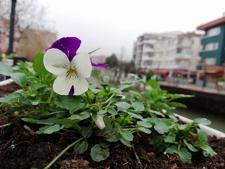 flower