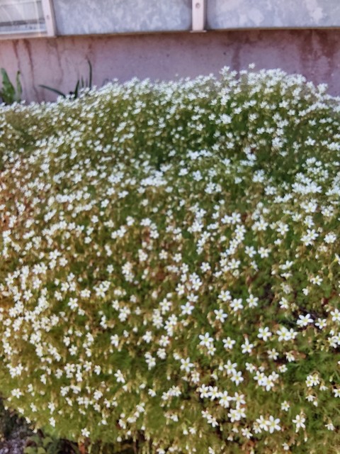 wildflower, groundcover Hintergrundbilder