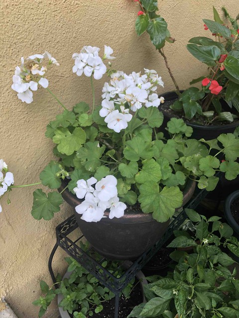blanco