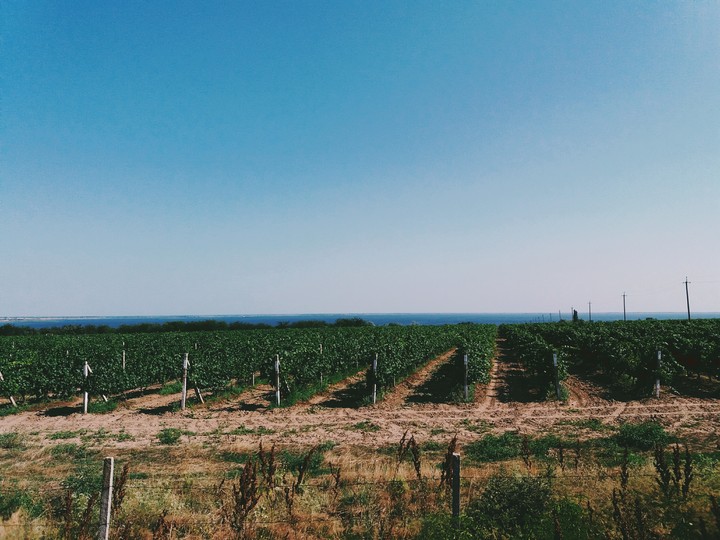 Vineyards