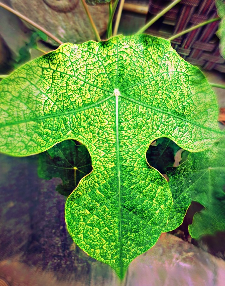 leaf