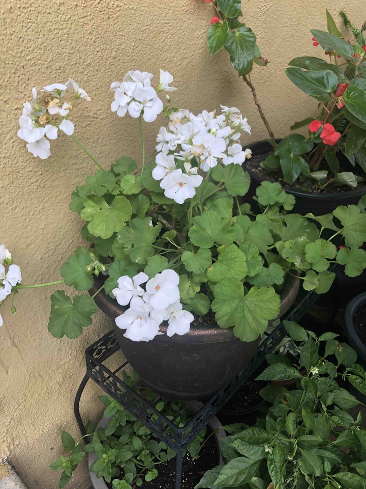 blanco