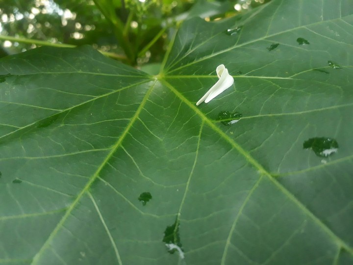 Plant
