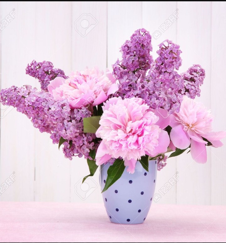 lilac