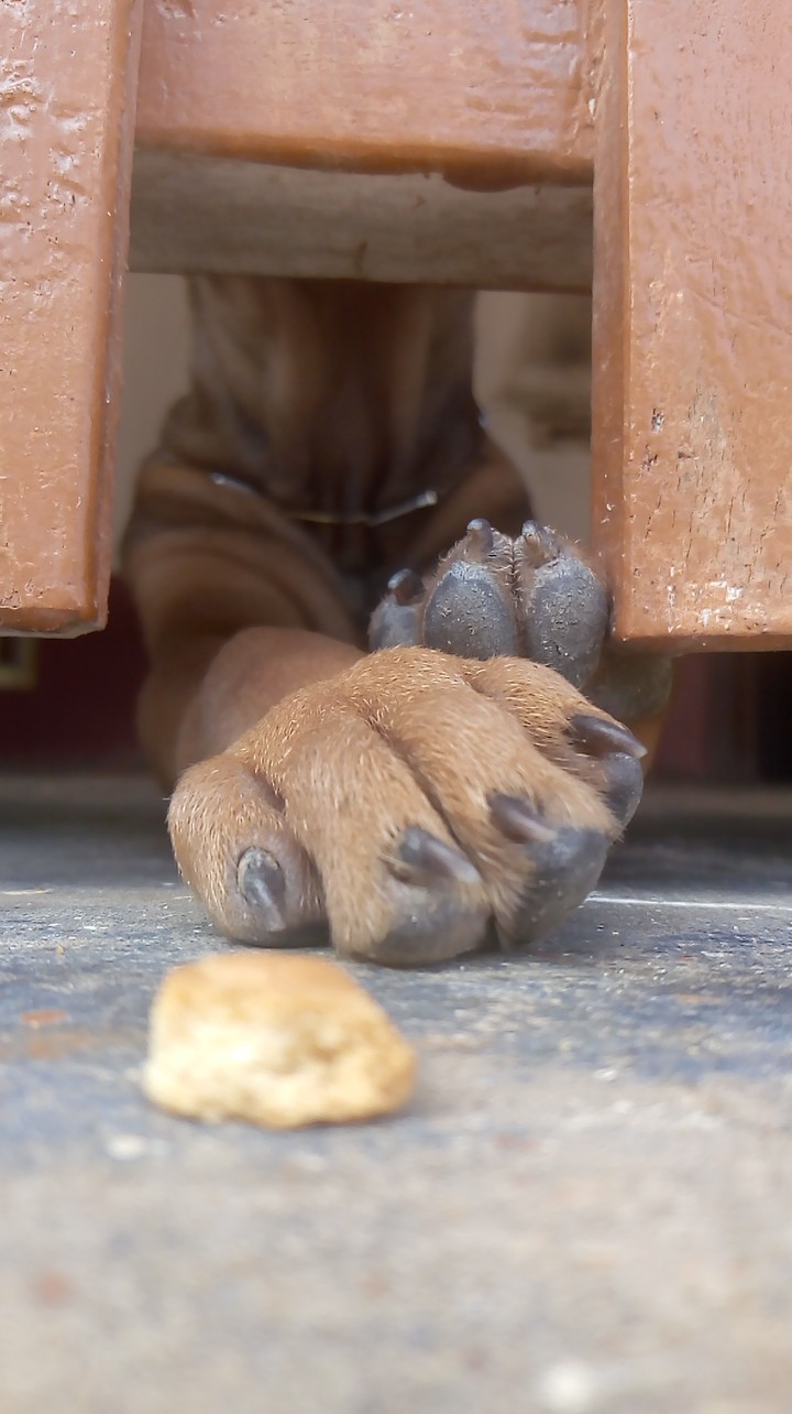 puppy