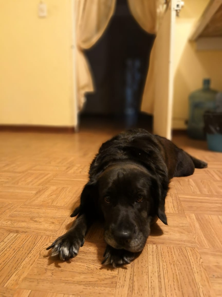 cute dog Beautiful