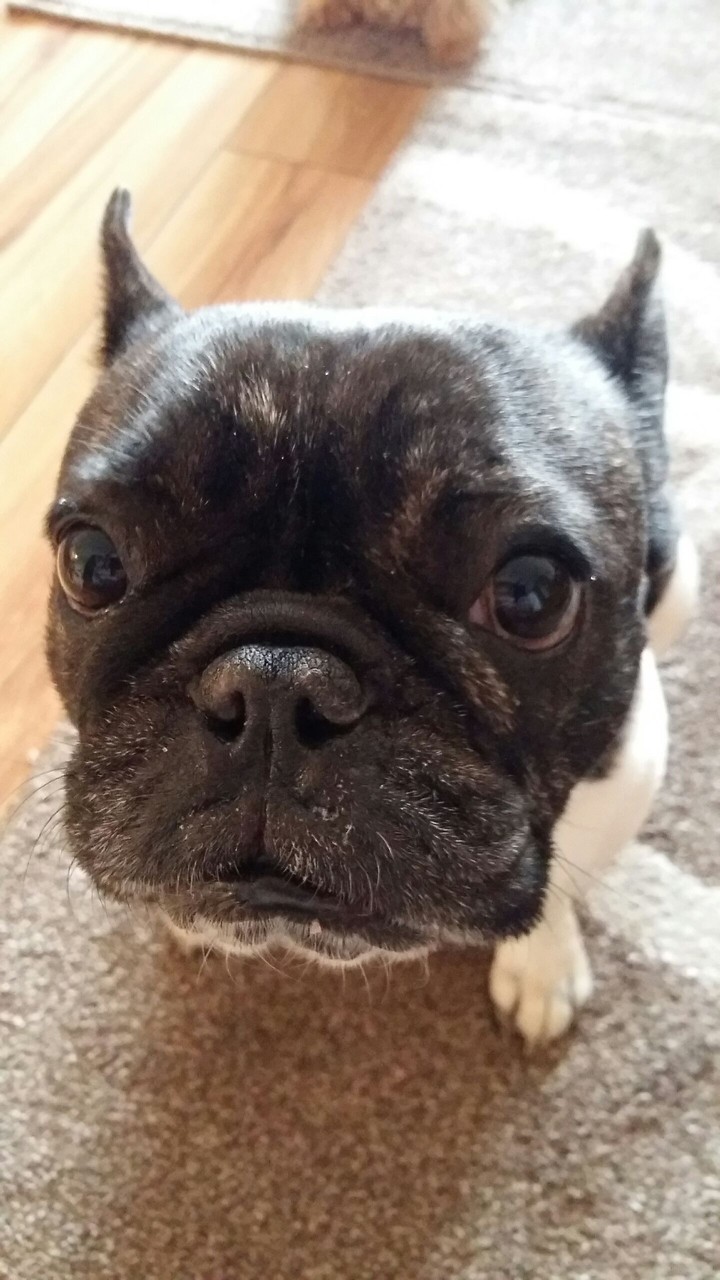 french bull