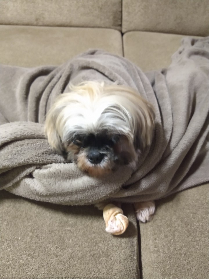 dog