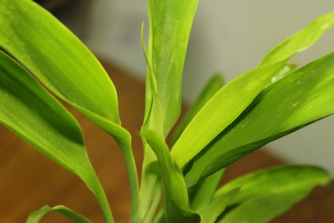 ταπετσαρίες grass, organism