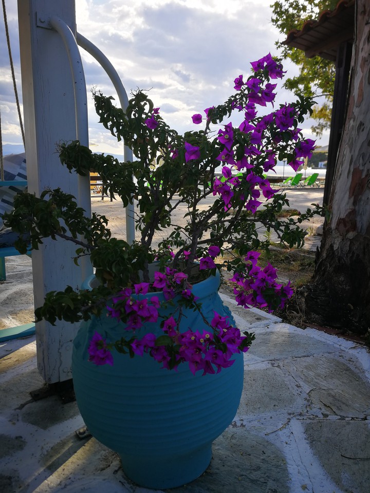 Bougainvillea