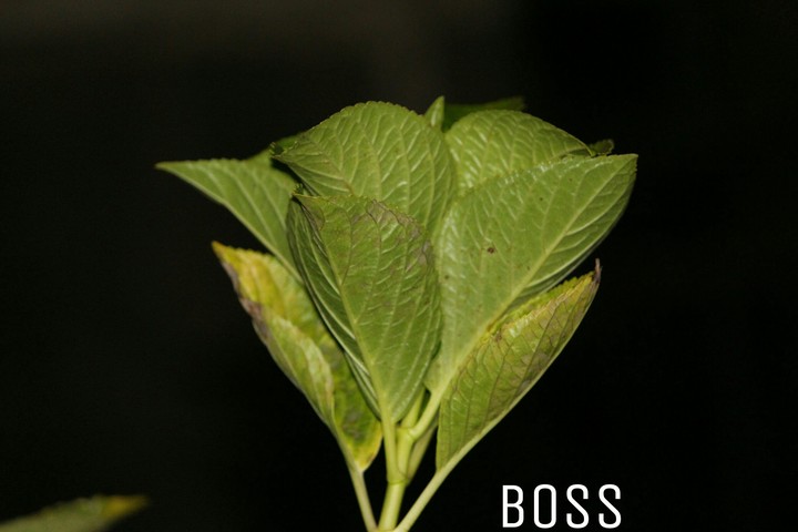 boss