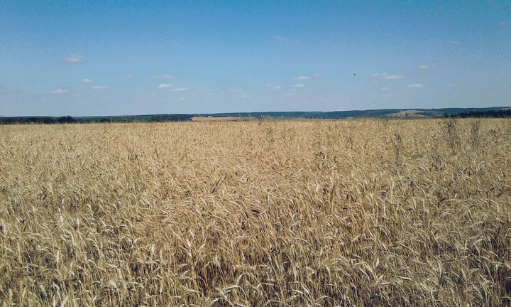 Пшеничне поле