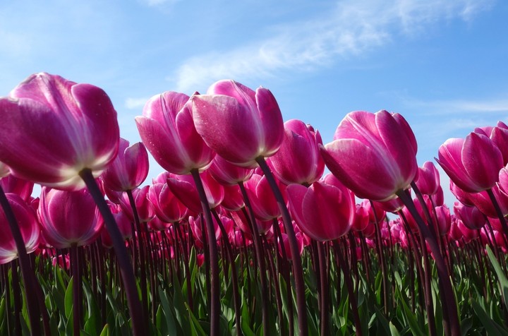lovely in pink....