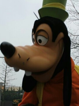 Dingo