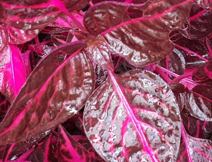 fittonia