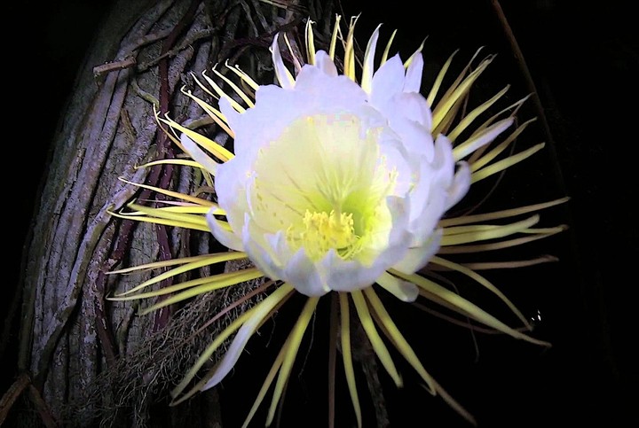 Kadupul - - Sacred Flower