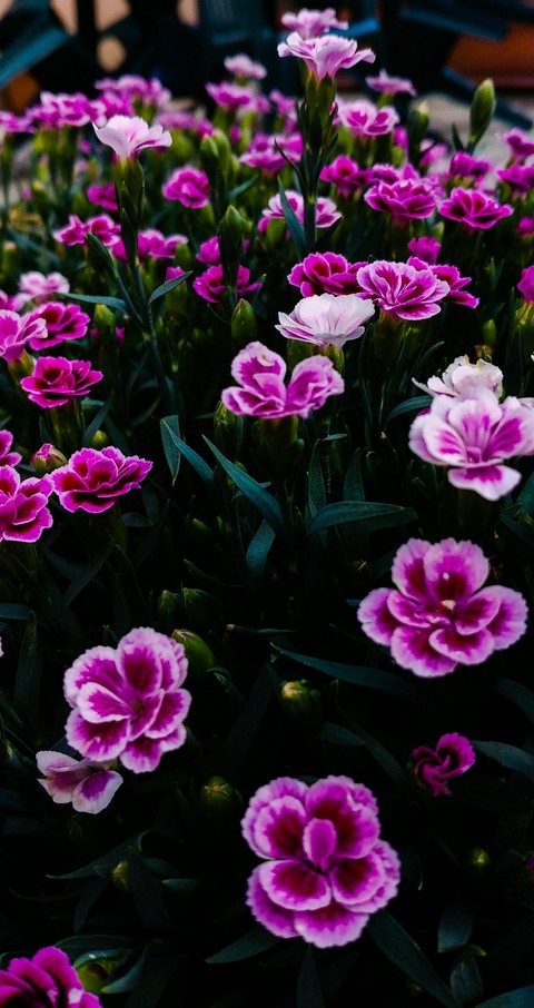 la natura è natura con i i fiori
