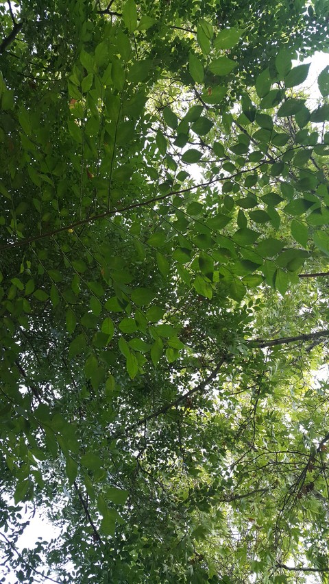 Green,Like Life