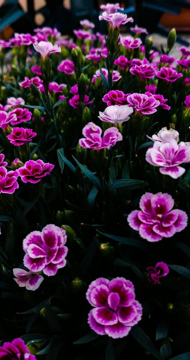 la natura è natura con i i fiori