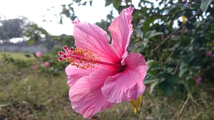 hibisco