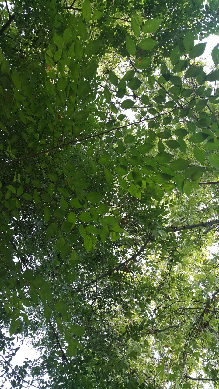 Green,Like Life
