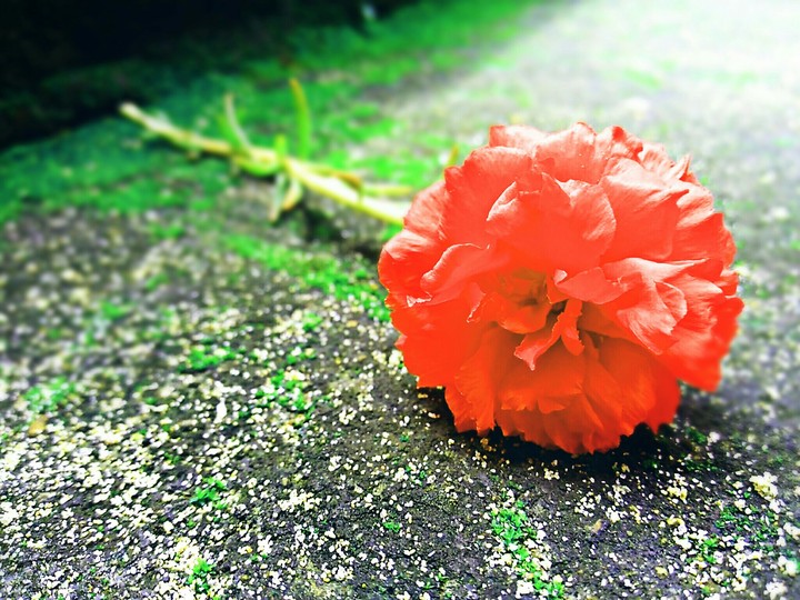 Flower
