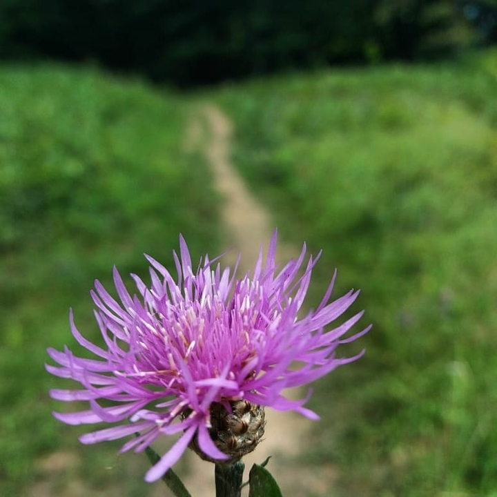 A flower for you