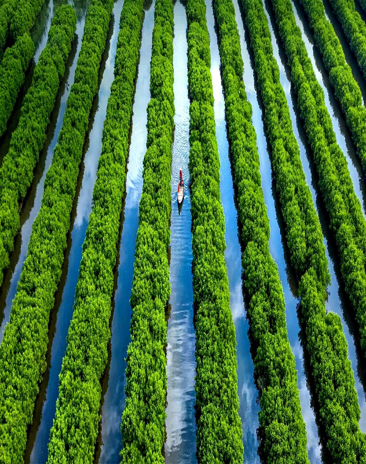 Rowing Down Rows Vietnam