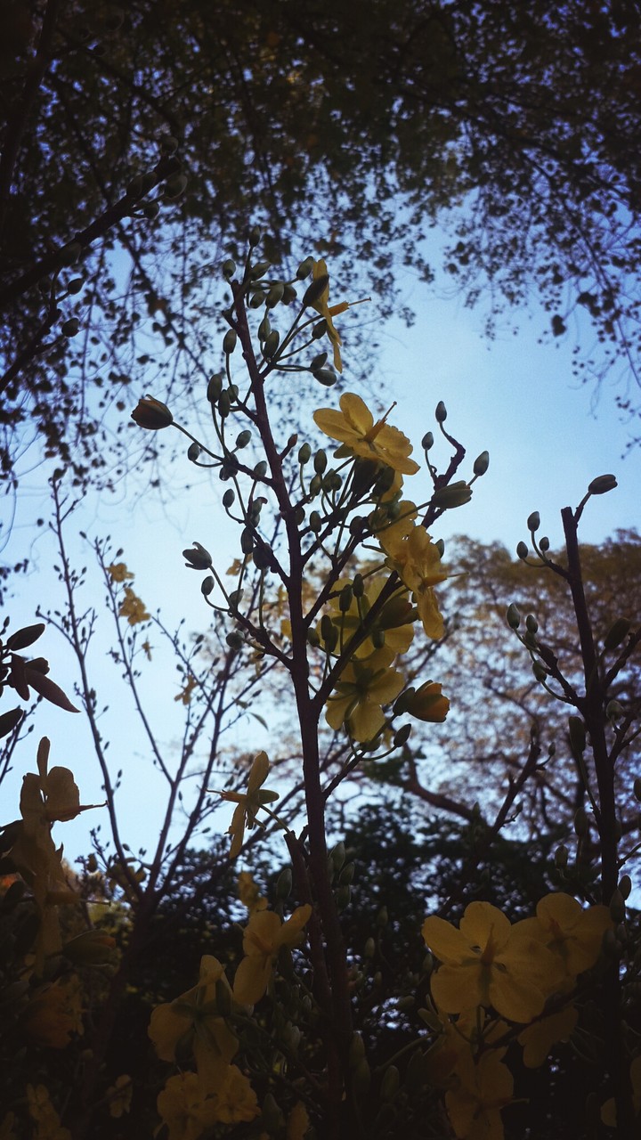 spring memory