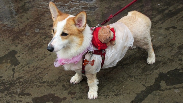Cute dog