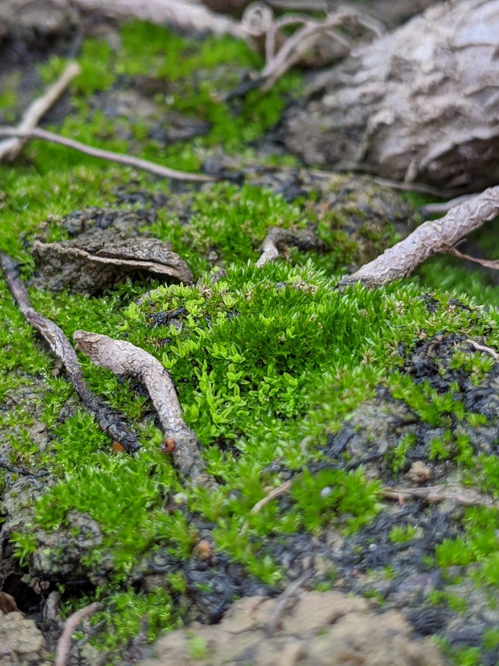 Green moss