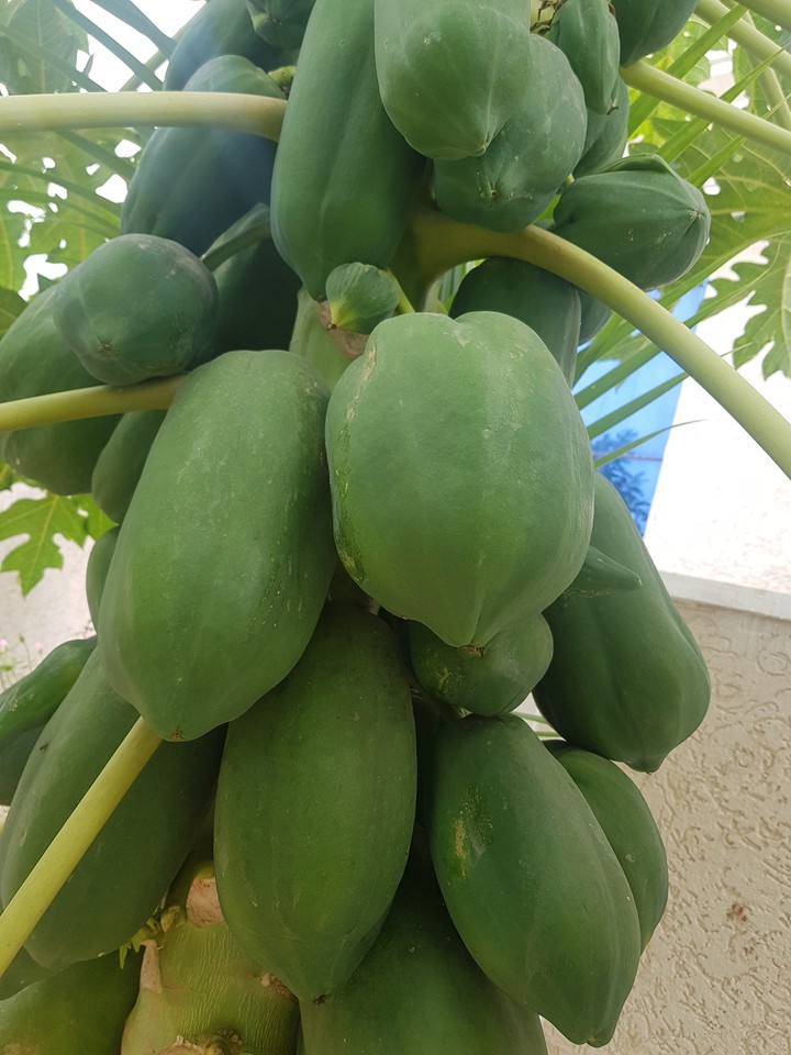 # Papaya # MY ALL TIME FAVORITE FROM CHILDHOOD # TILL LIFE?