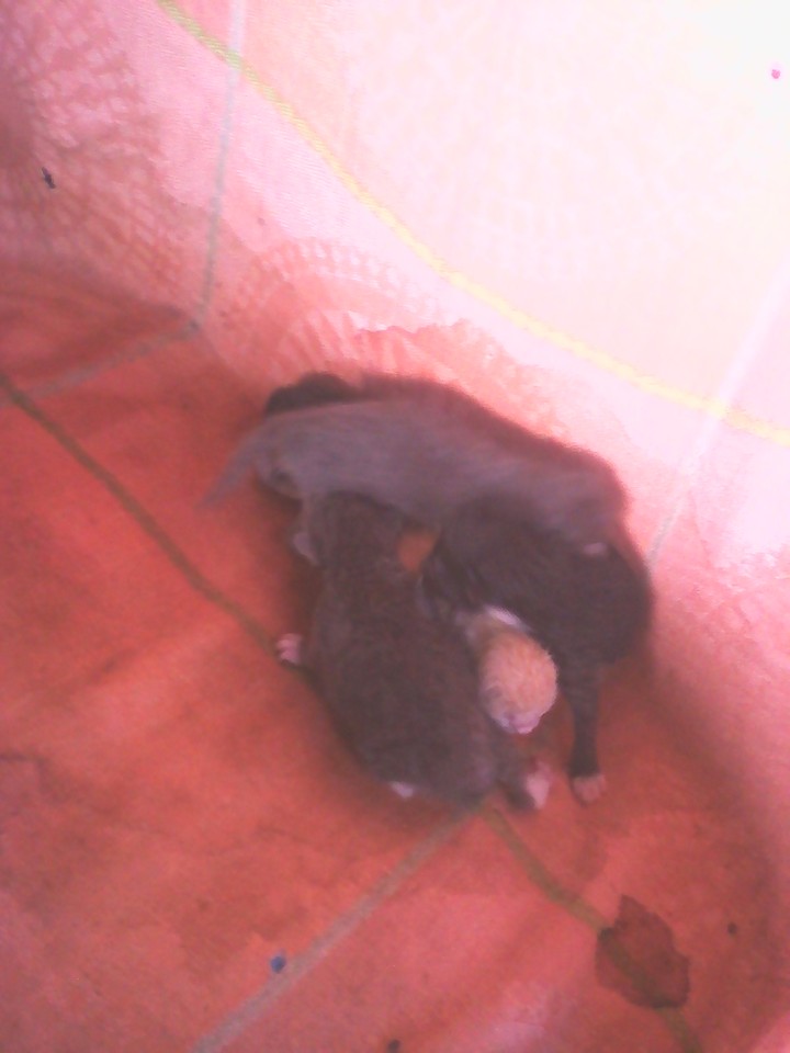 #My ketten