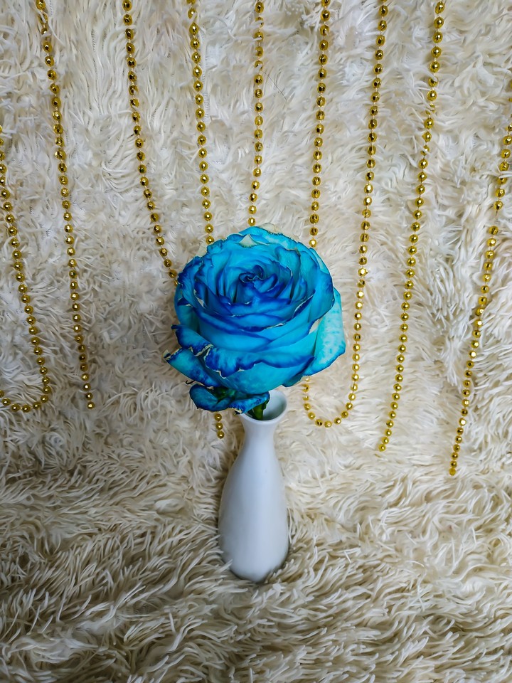Blue Rose