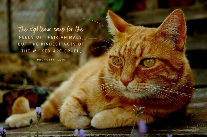 Beautiful Butterscotch Kitty