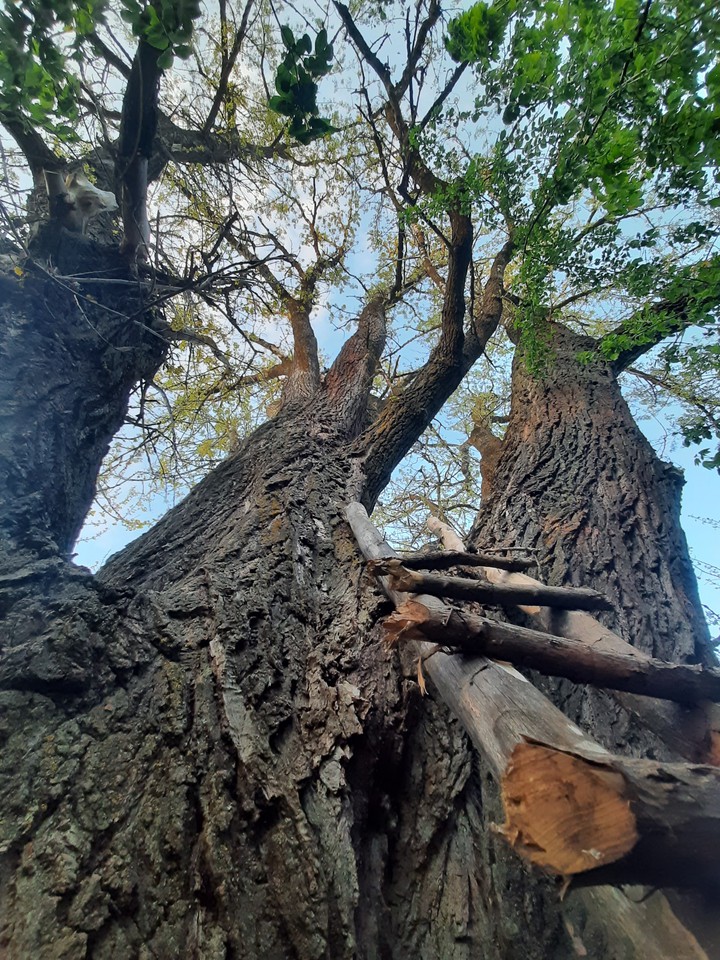 wild nature