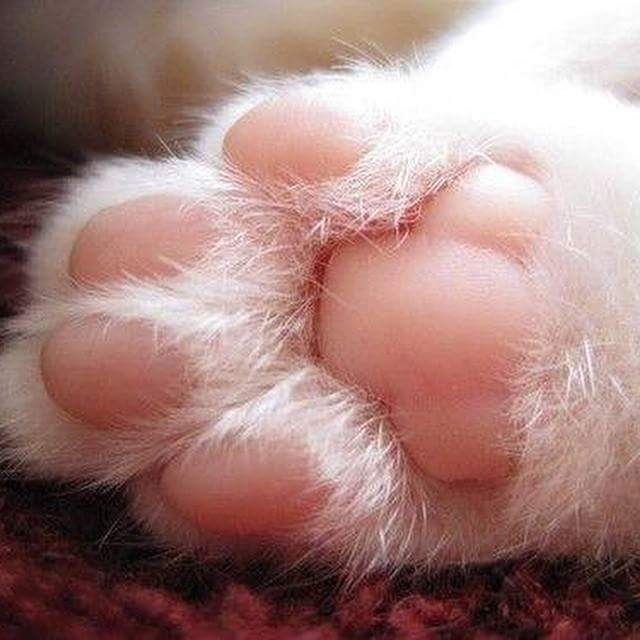 catty