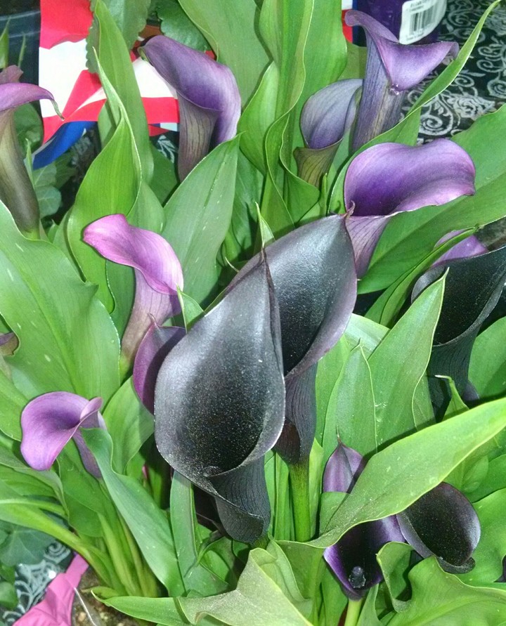 Deep Purple Calla Lily