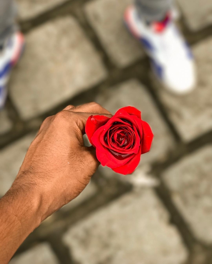 red rose