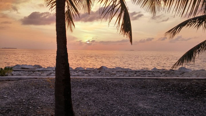 Coconut tree standing tall