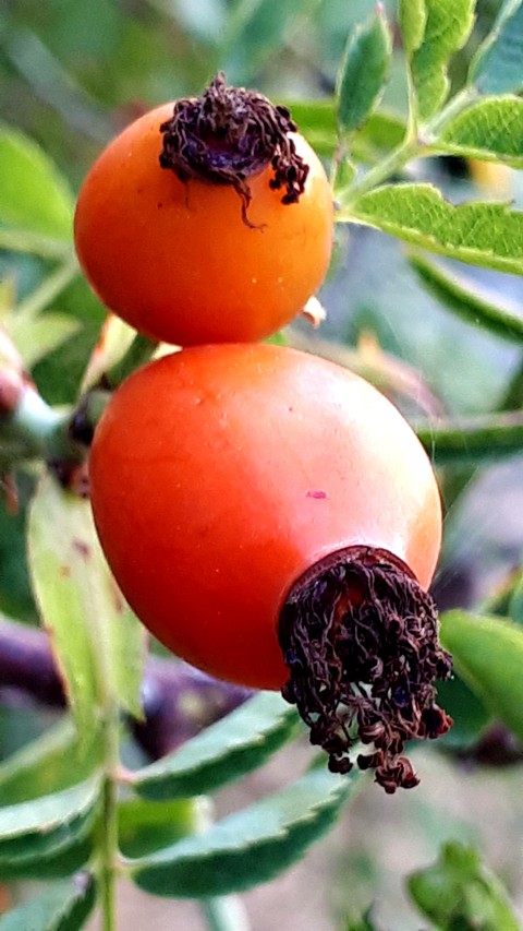 rosehip