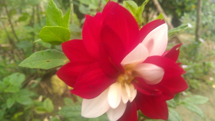 Rose : red & blanck
