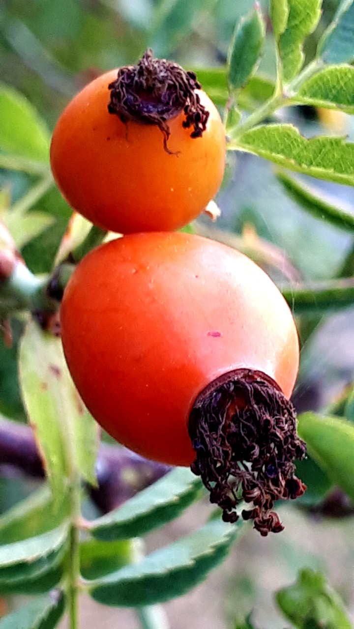 rosehip