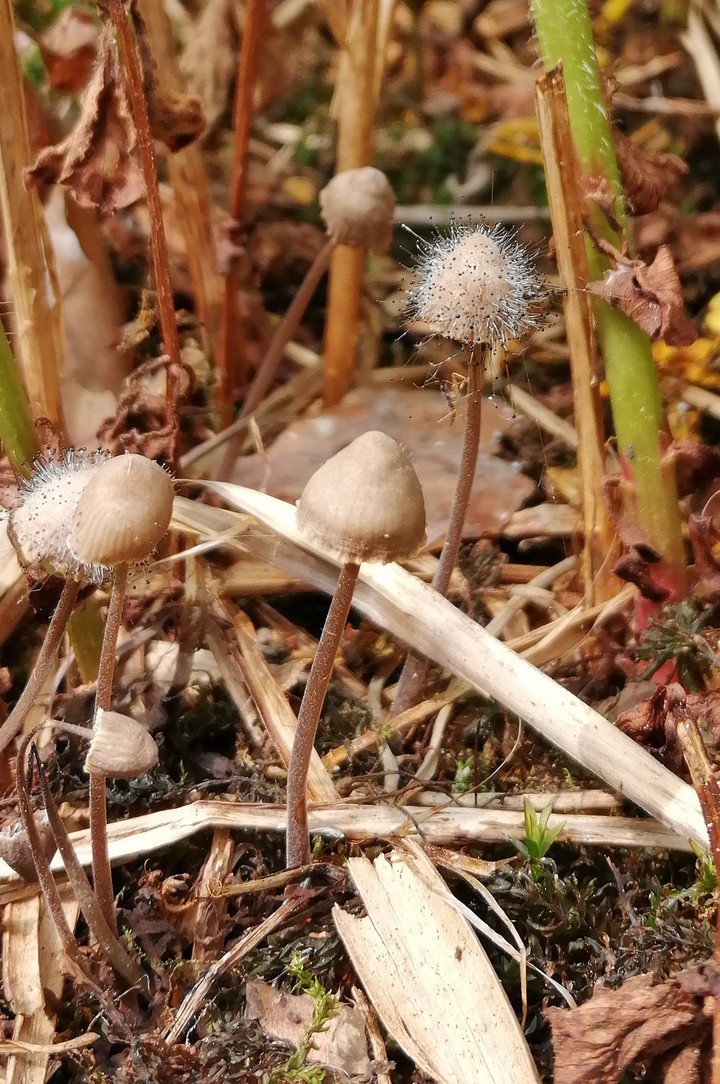 mushrooms