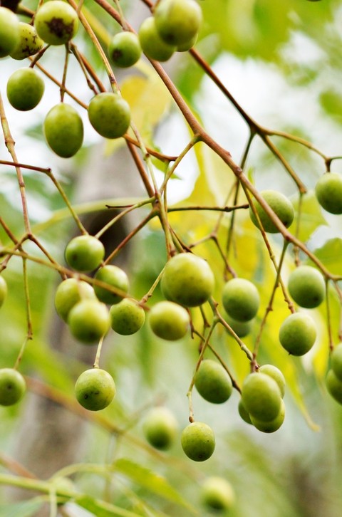 sfondi mahogany, menispermaceae