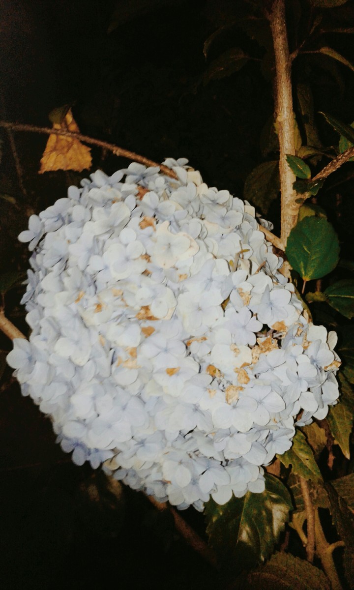 rosa de los muerto