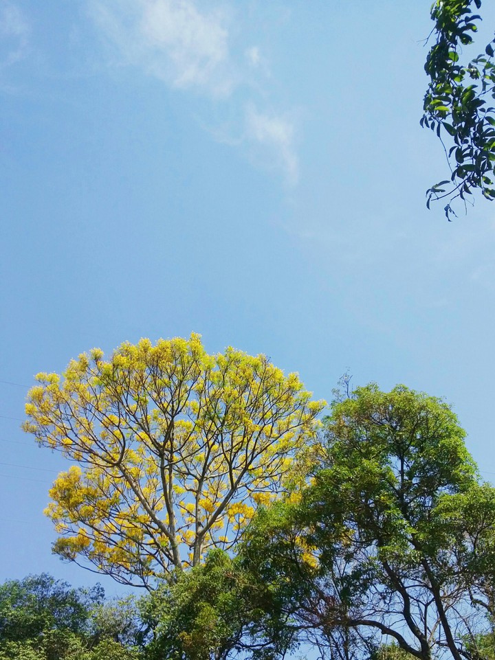 Ipê Amarelo
